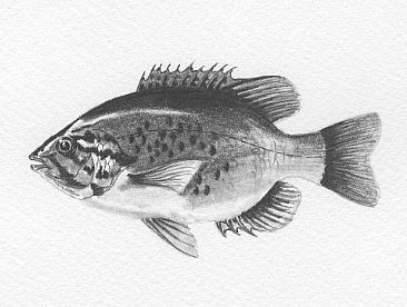 Pumpkinseed Sunfish - Pumpkinseed Sunfish by Stuart Arnett